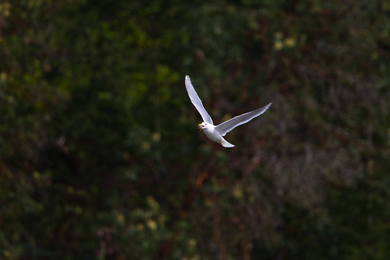 Gull With Clam